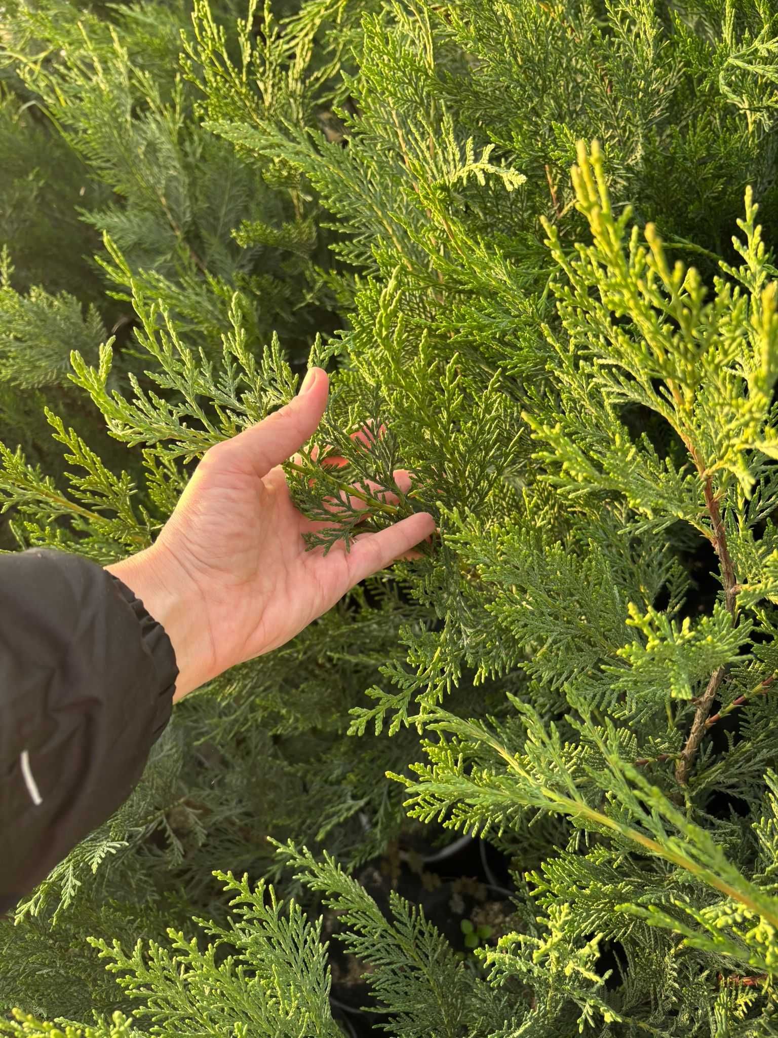 Leylandii la ghiveci direct din pepiniera