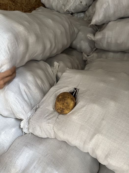 Картофель с Павлодара