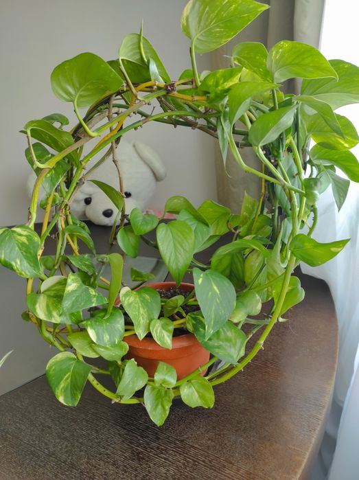 Vând diverse plante preturi încăpând de la 10 Ron cele mici