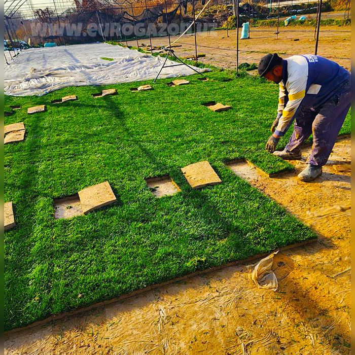 Рулонные газоны в ташкенте Gazon tayyor