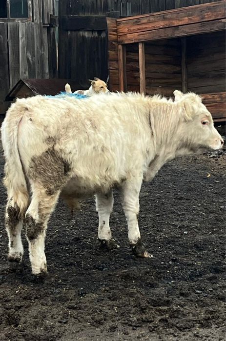 Продам бычков …………………