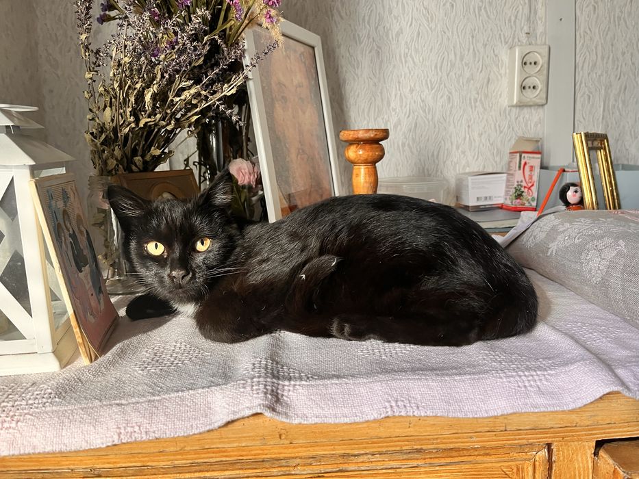 Котенок подросток мальчик