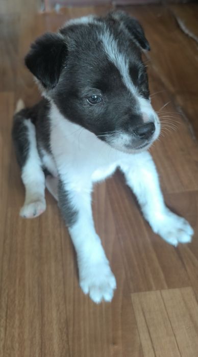 Щенок, бесплатно