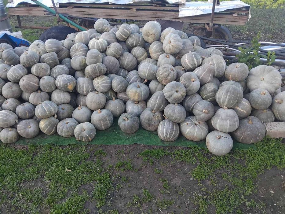 Тиква сива-пловдивска 0,50лв.