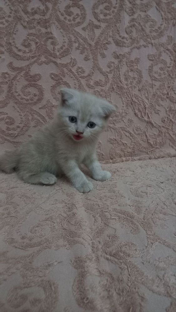 Котята скотишь фолд