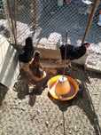 Familie araucana 2+1
