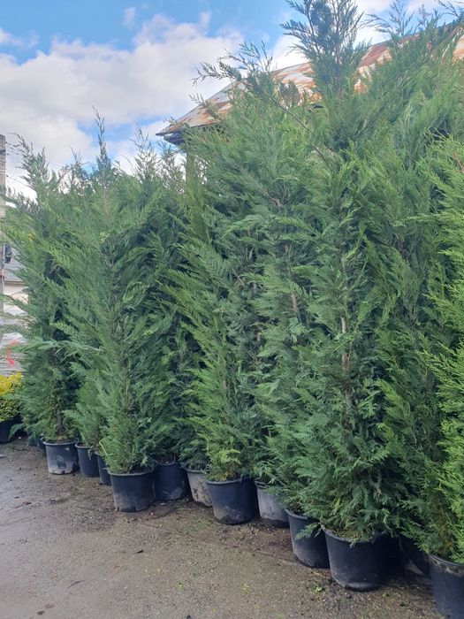Leylandii ( cupressocyparis) - gard viu Leylandii