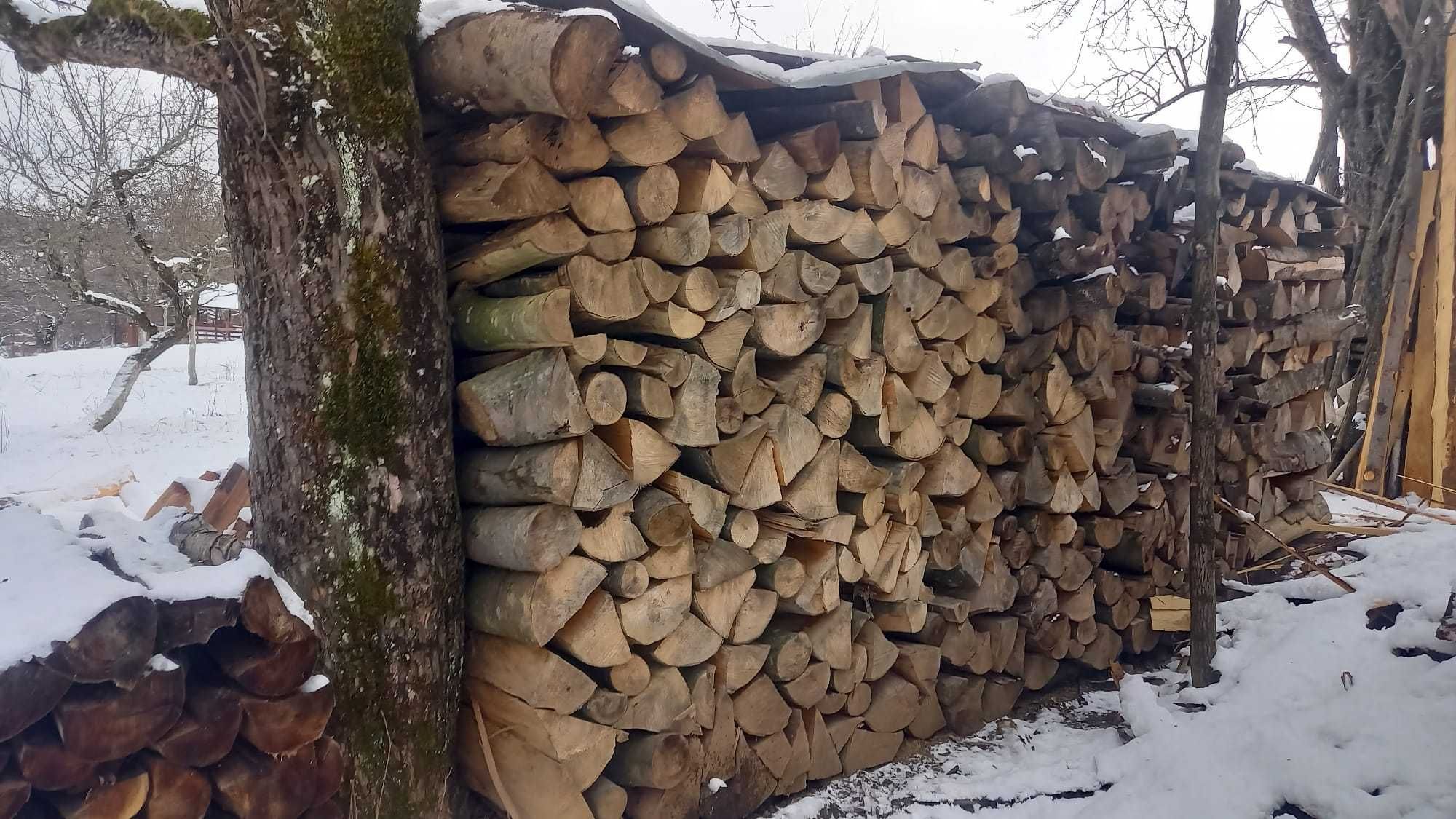 Lemne , esență fag