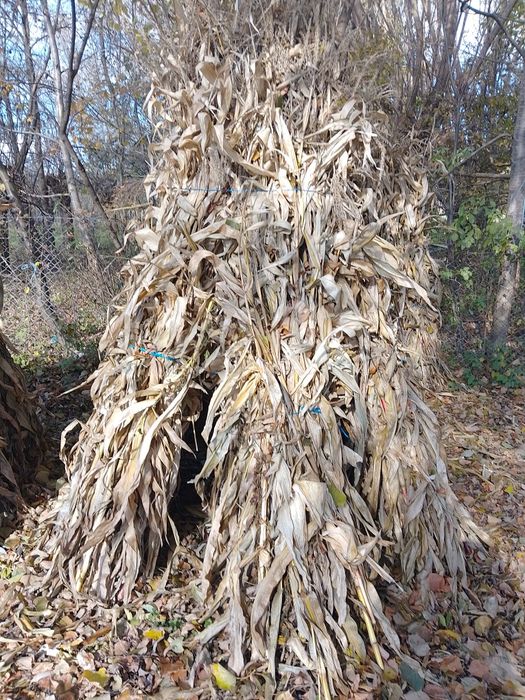 Vând snopi de strujeni