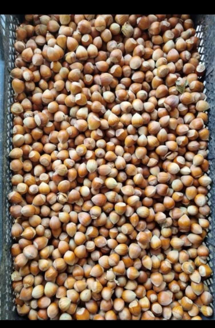 Продавам лешникови ядки(сурови)