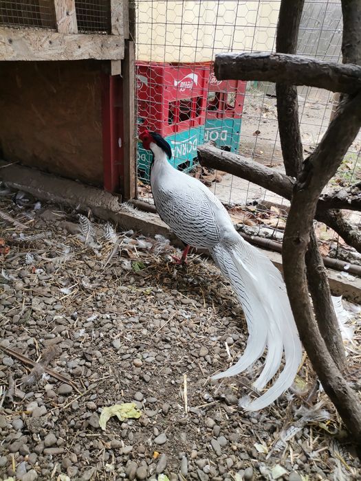 Oua fazani Mai multe rase PT imcubat