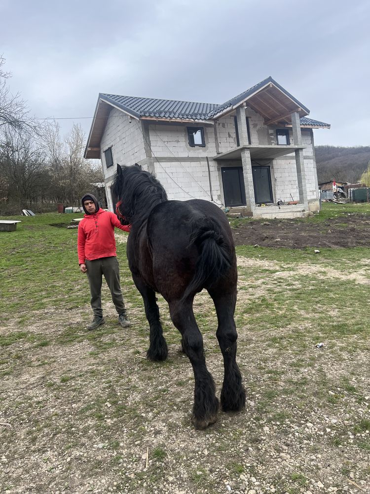 Armăsar negru de vamzare