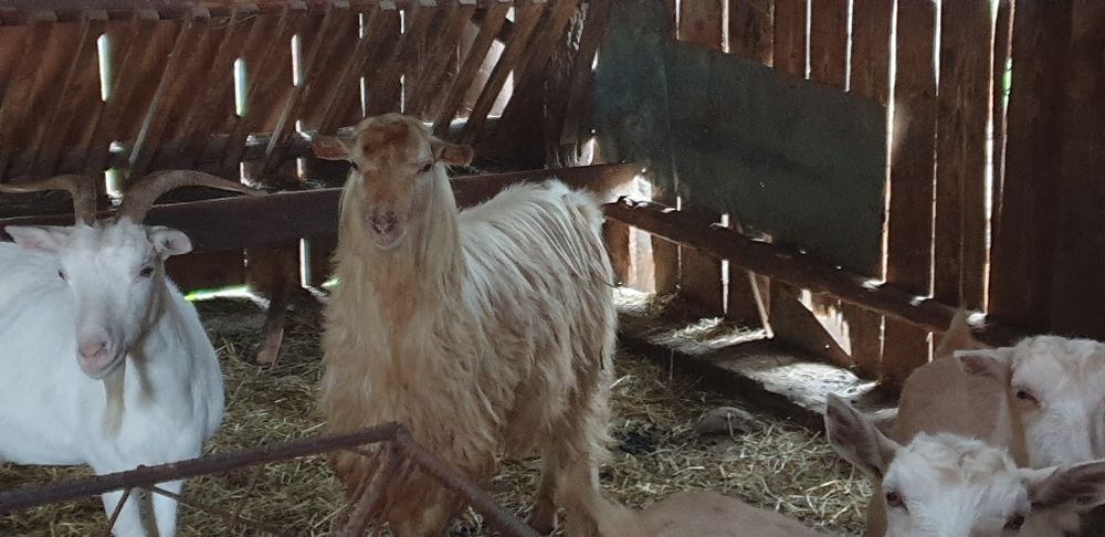 Țap de rasă alb de banat