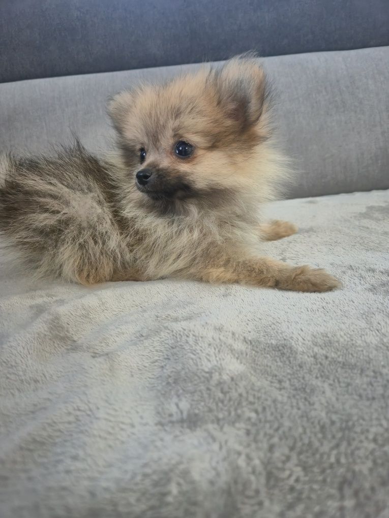 Vand Pomeranian Spitz