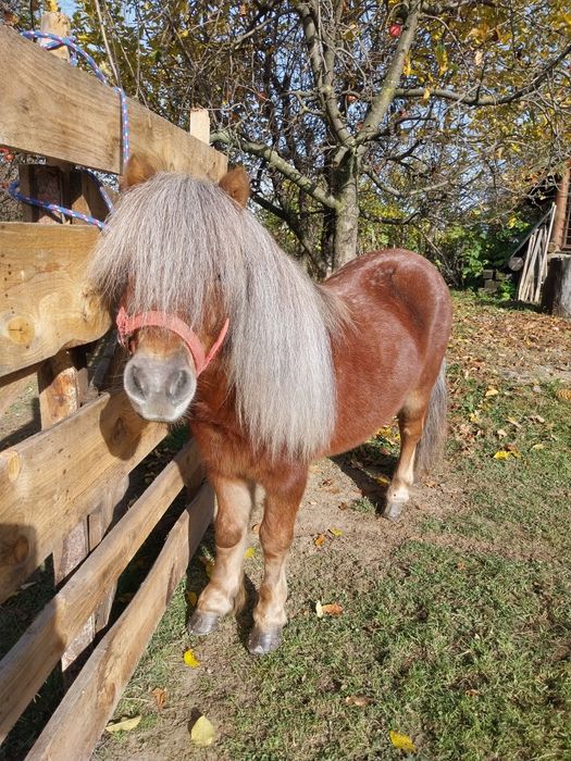 Harmăsar disponibil pentru montă