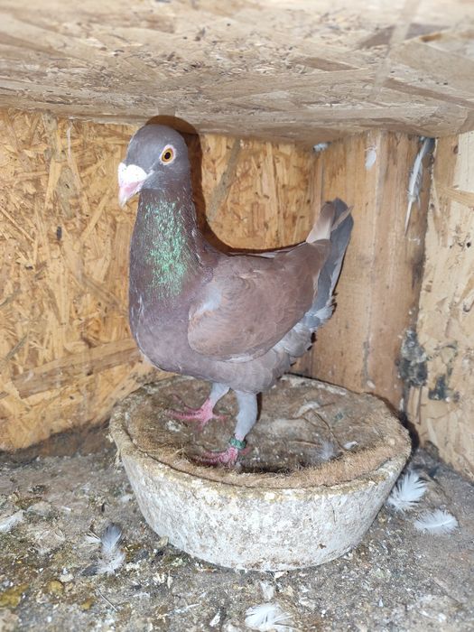 Porumbei pui și maturi