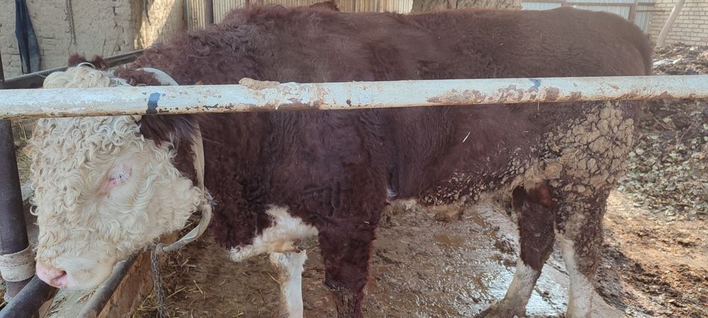 Boqma mollar. 65000 soʻm