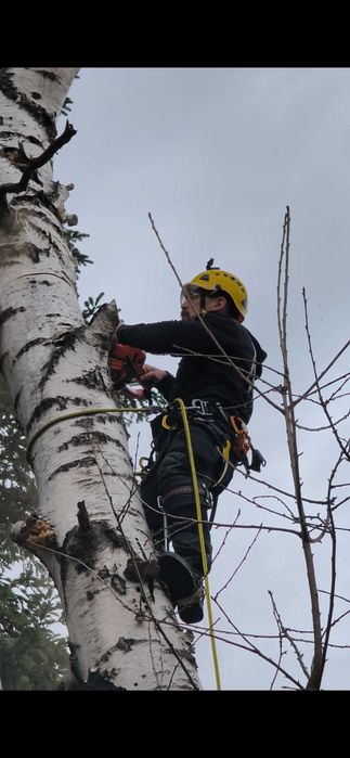 Реже опасни дървета