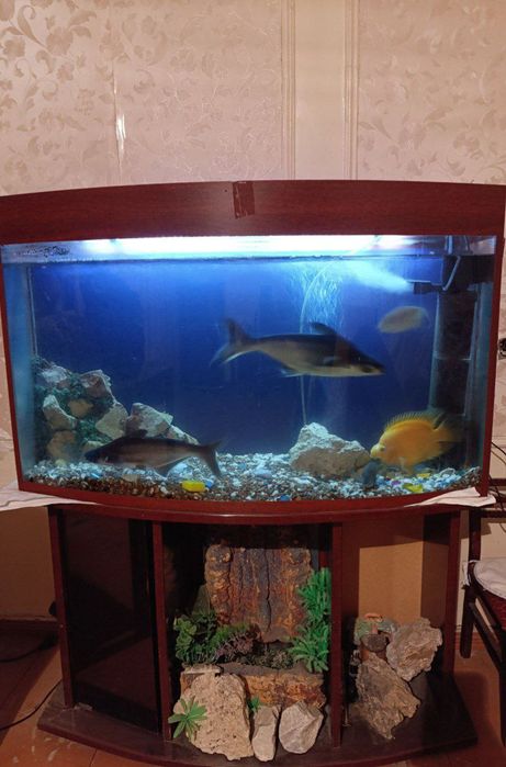 2 ta Akvarium complekt sotiladi srochna