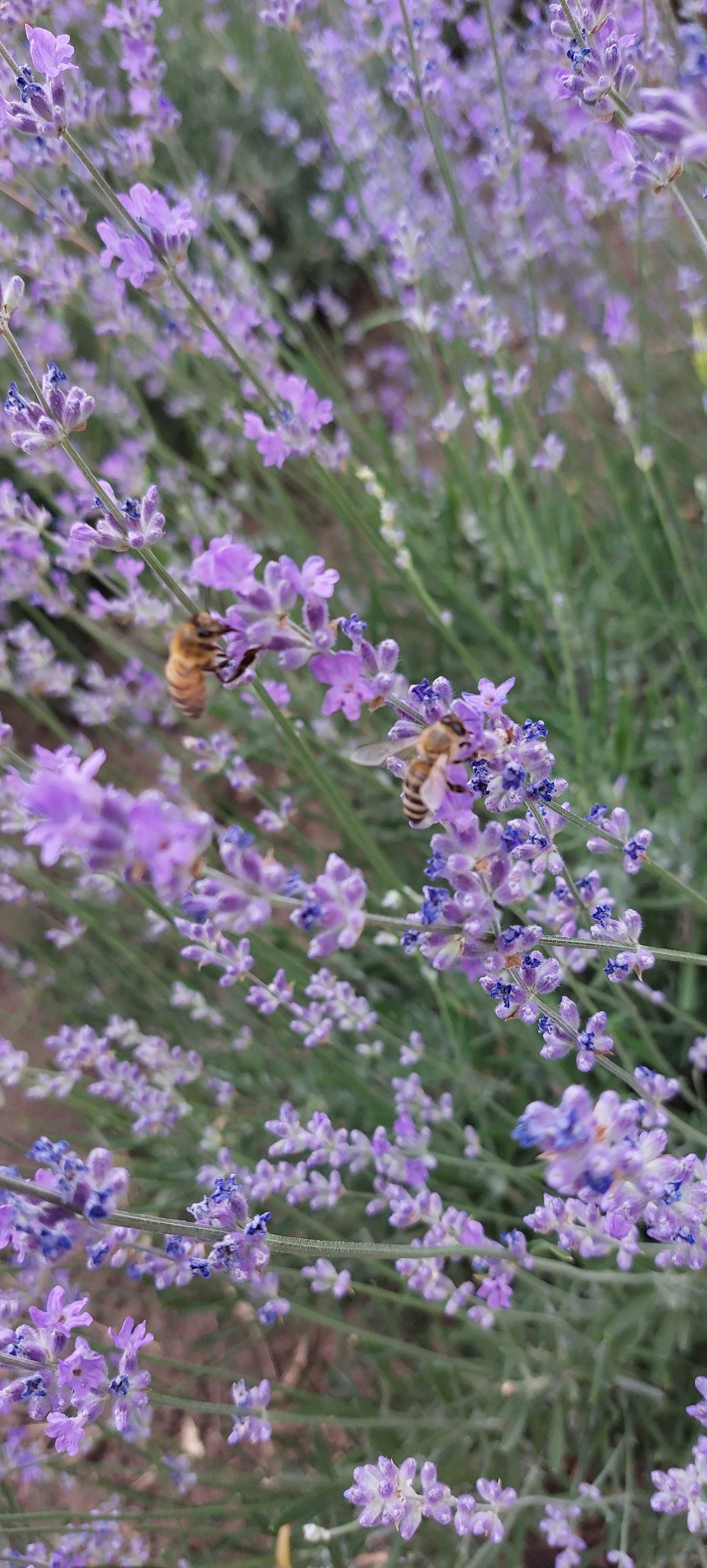 Buchete lavanda bio, cadou, marturii nunta sau botez .  5 lei