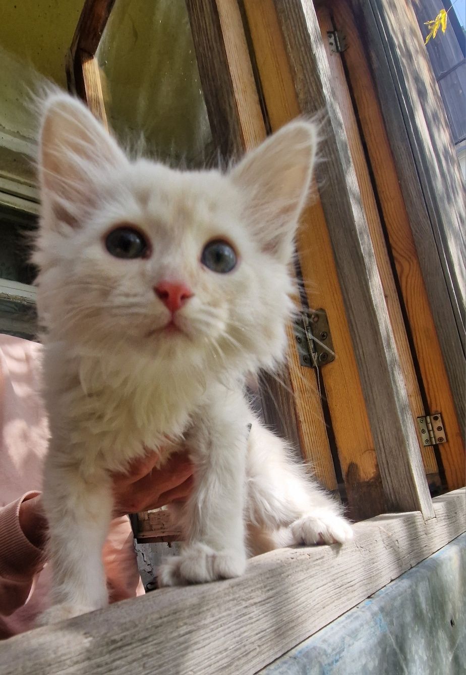 Спасеного котенка отдаём
