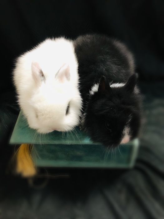 Karlik quyonchalar juda shirin va yoqimtoy