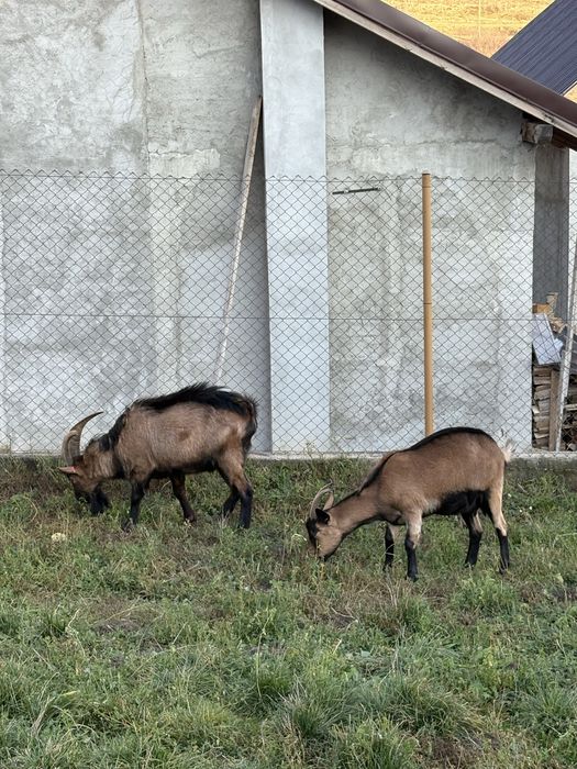 Vand 2 capre si un țap alpin francez