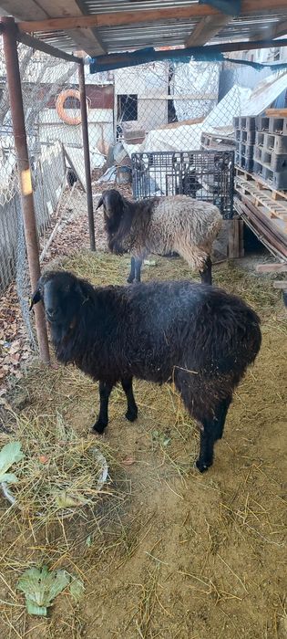 Продаются бараны