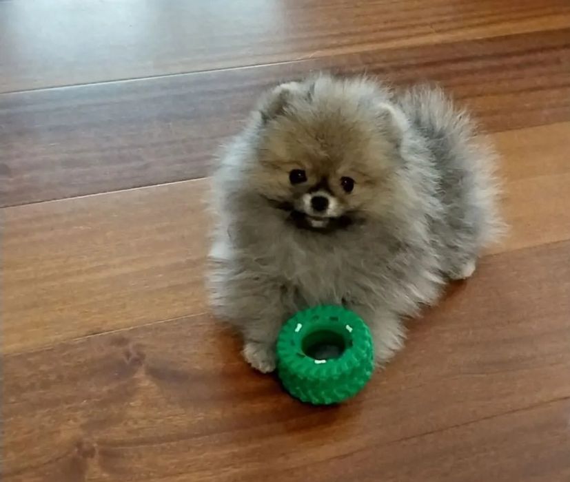 Шпиц померанский миник миник