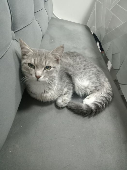 Отдаются кошечки