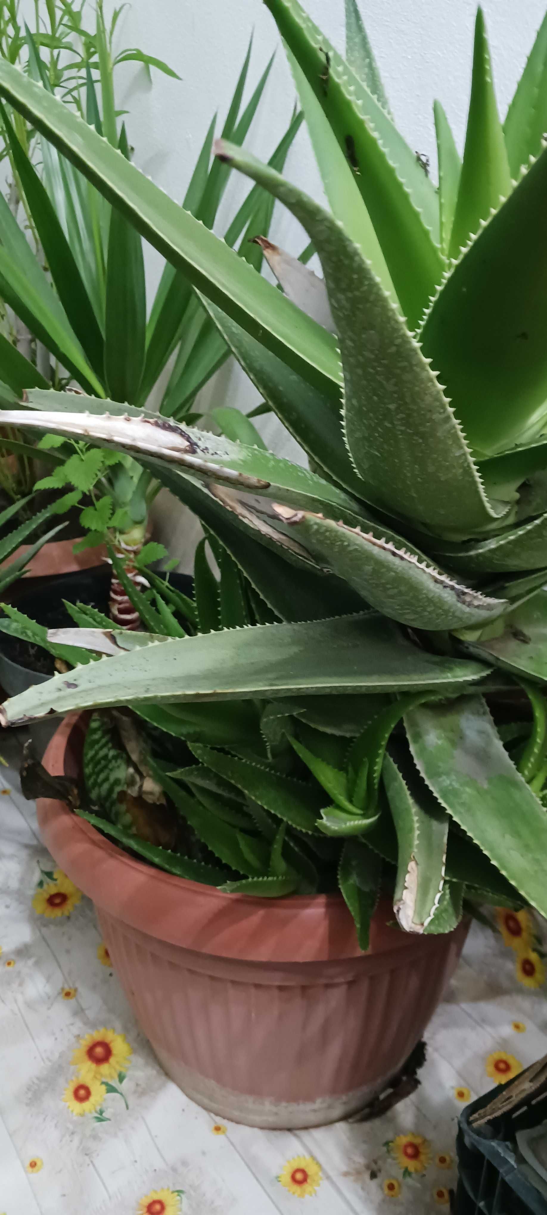 Vând plante Aloe Vera diferite dimensiuni.