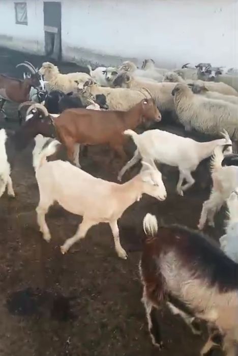 Iezi din primavară
