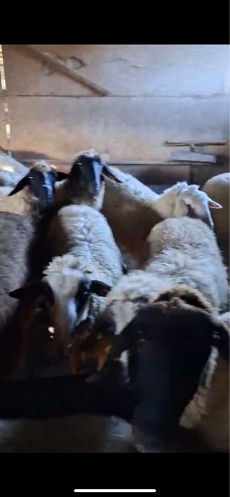 Vand miele tinere 5-6 luni