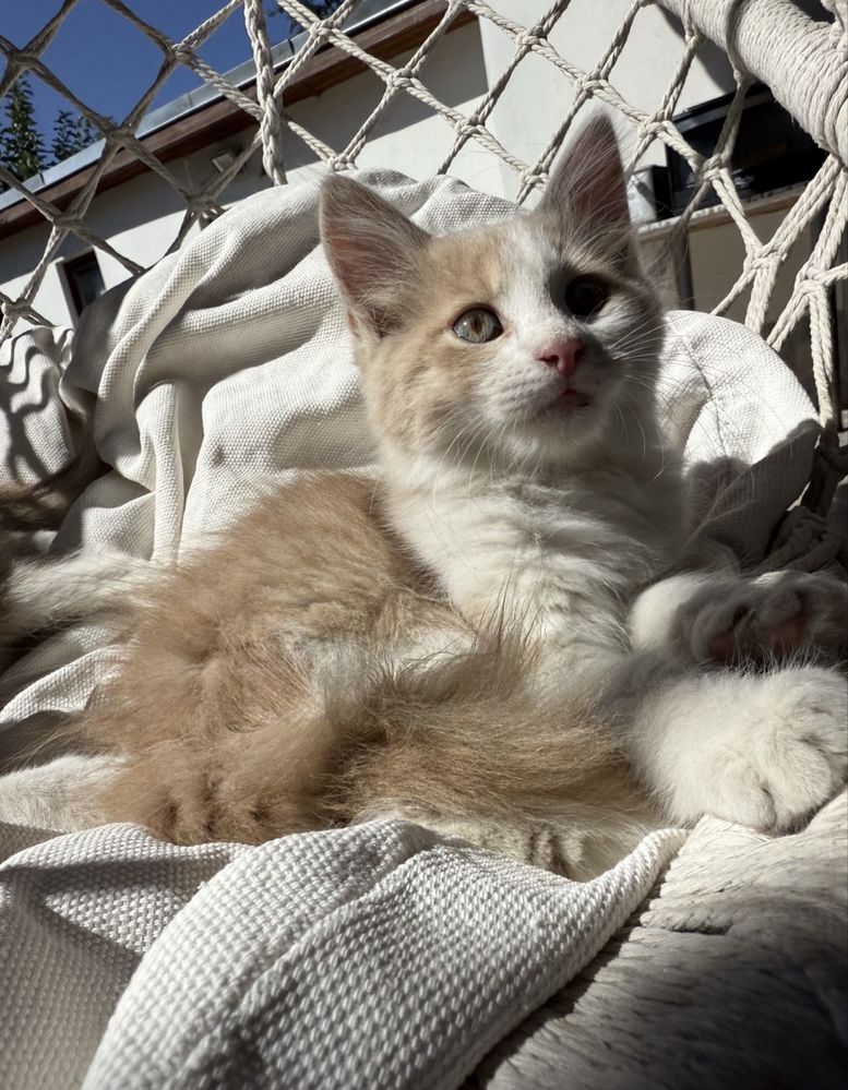 Подарявам малки котенца