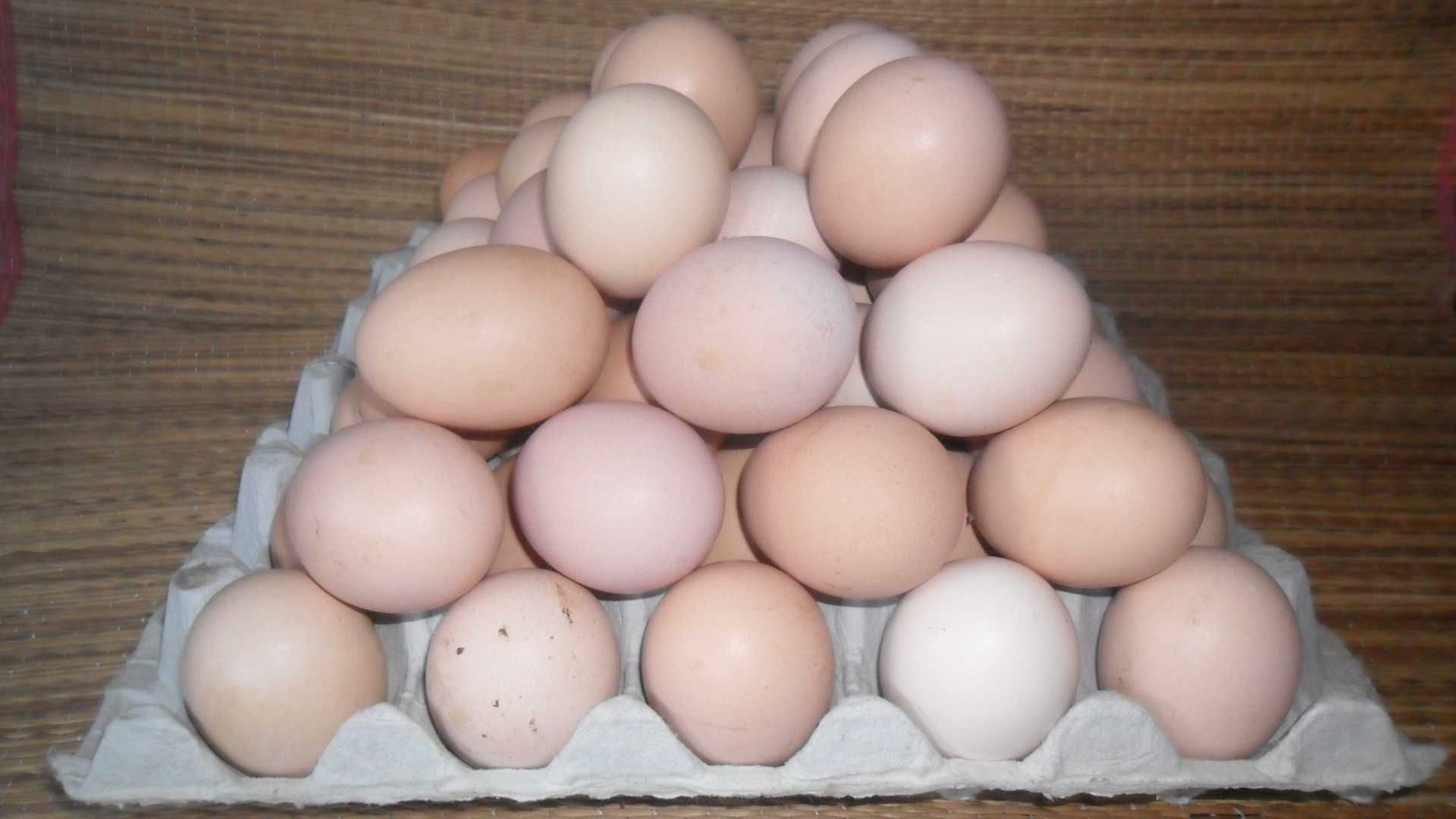Предлагам домашни яйца