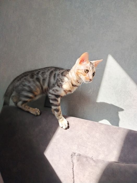 Продаётся бенгальская кошка