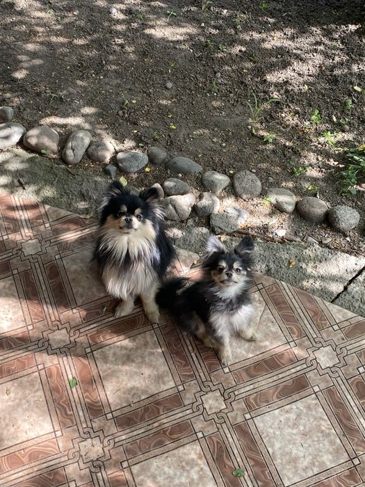 Продам шпица девочку