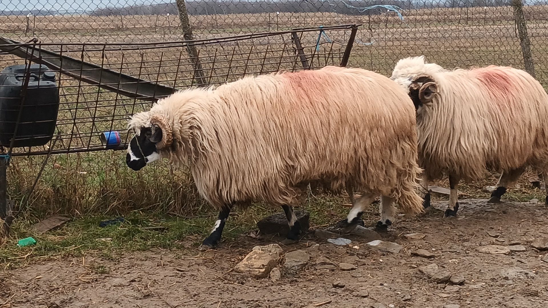 Caută casă nouă 2 berbeci breji