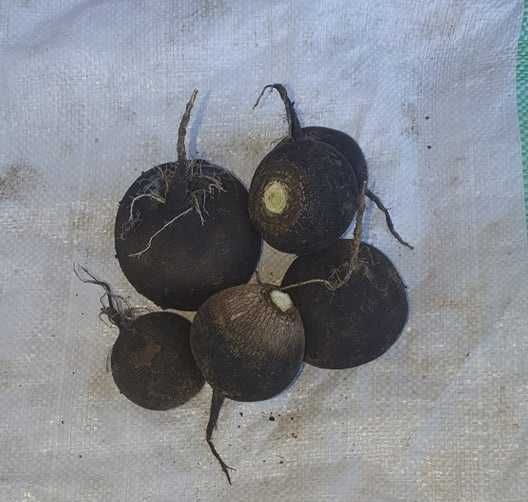 Vand ridichi negre