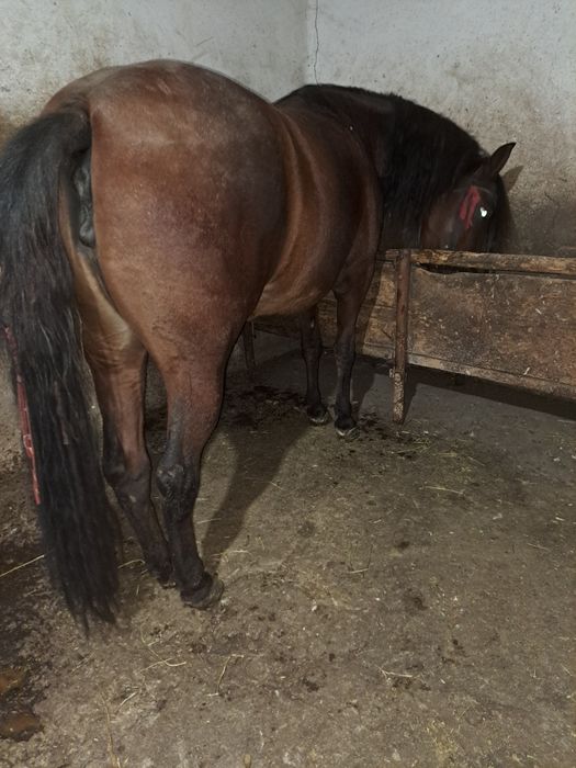 Vand iapa de 2 ani
