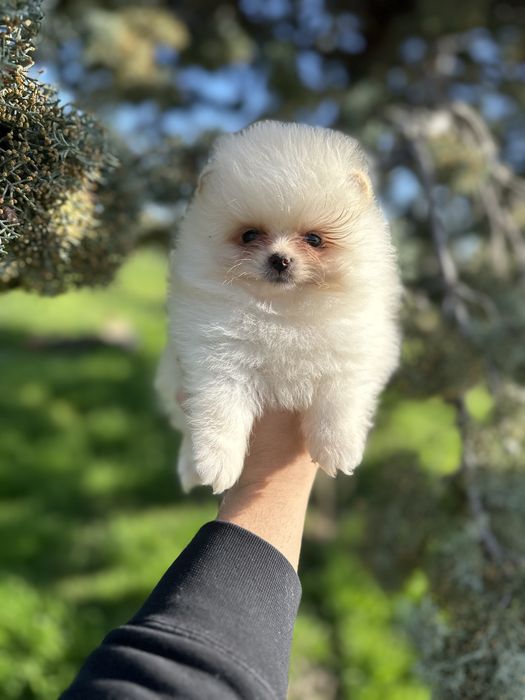 Мини Померан.