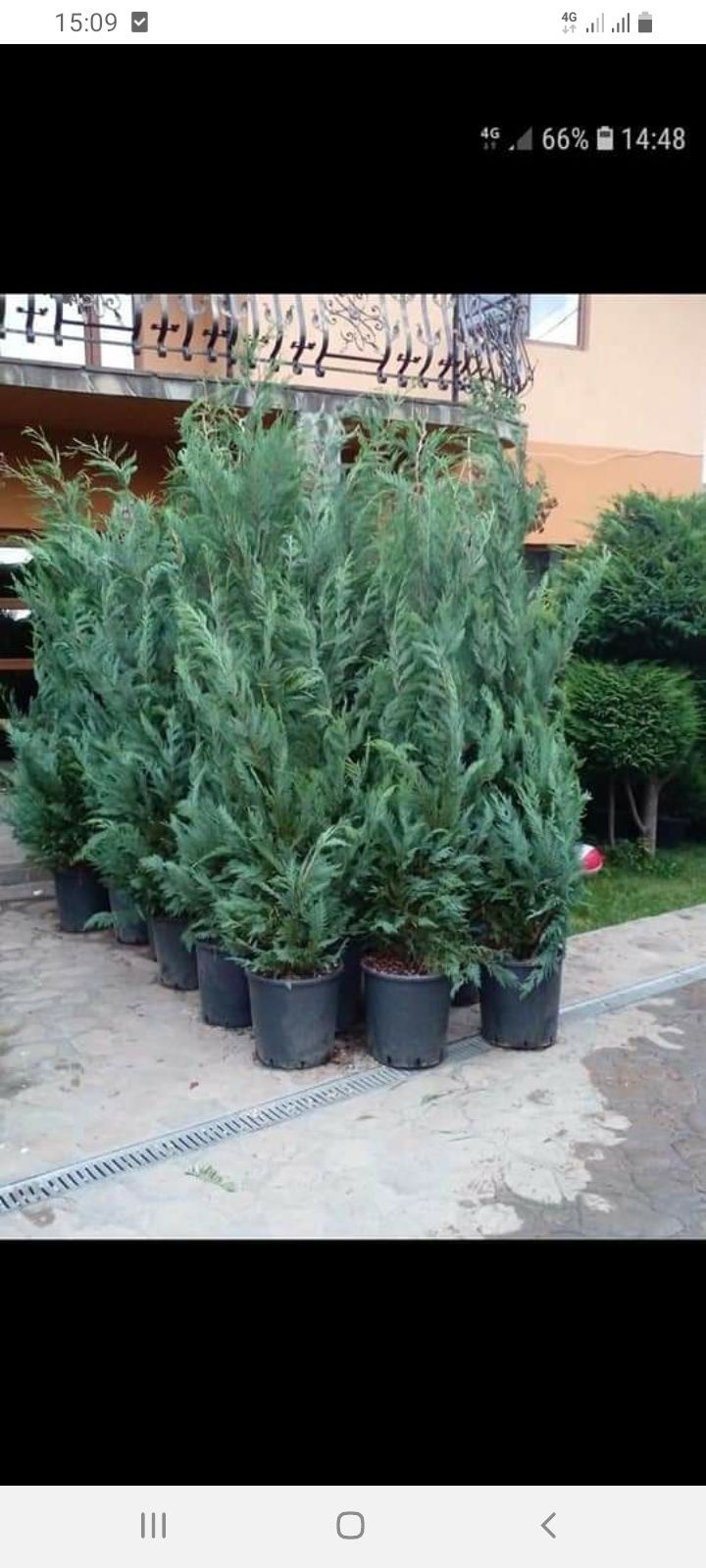 Plante pt gradina