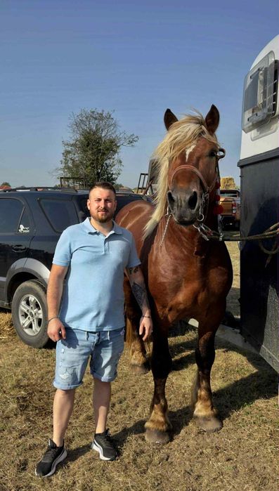 Armasar Comtois disponibil ptr reproducție