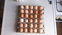 Кокоши яйца (домашни)