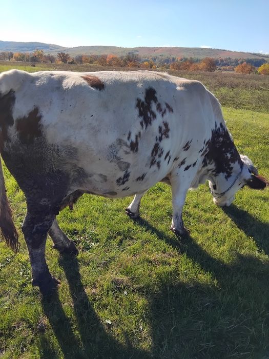 Vand vaca baltata romaneasca