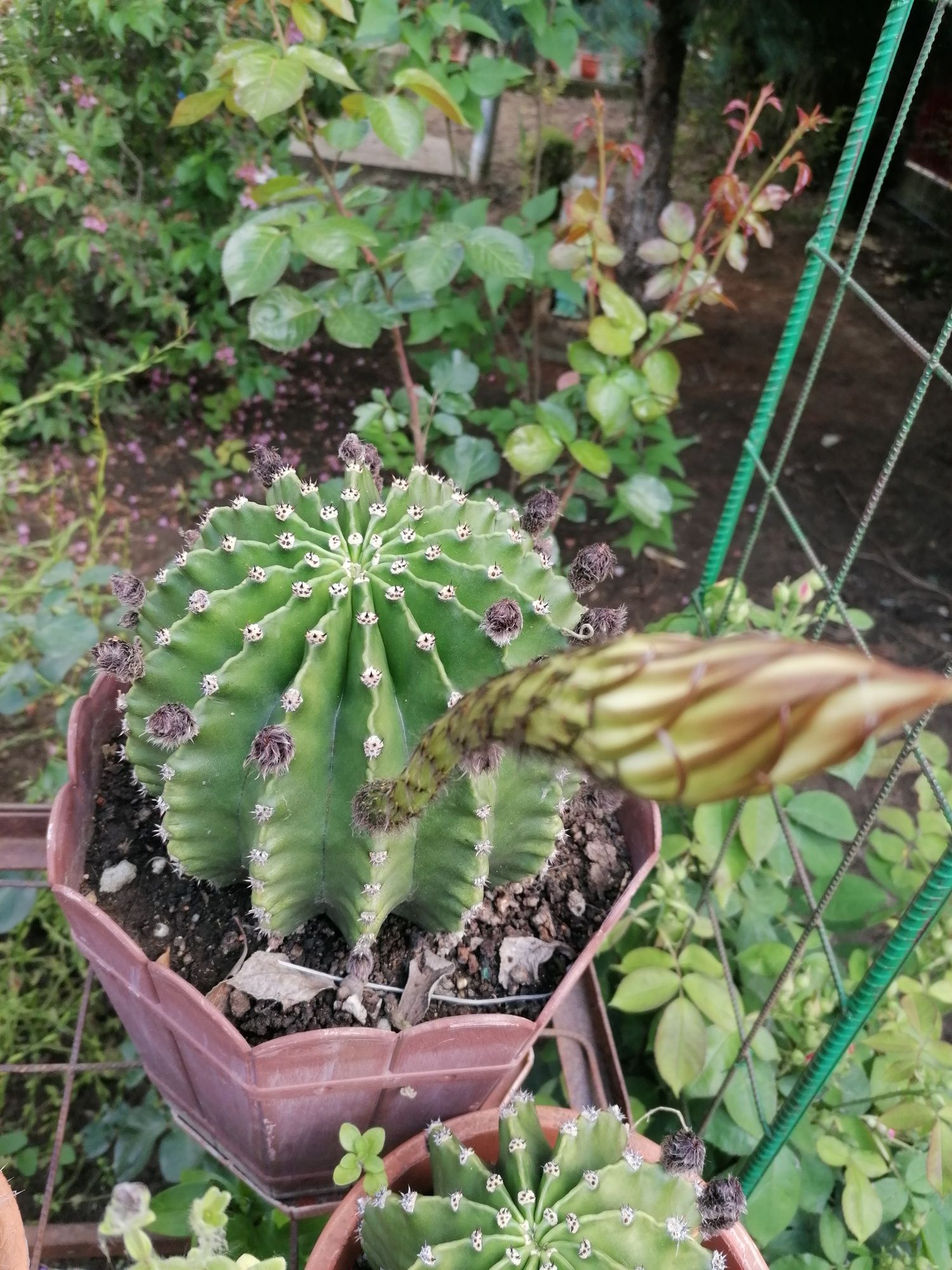 Cactuși înfloritori