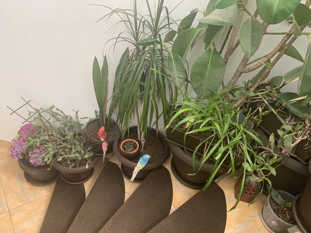 Plante/flori de apartament/birou