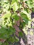 Vand Struguri de vin