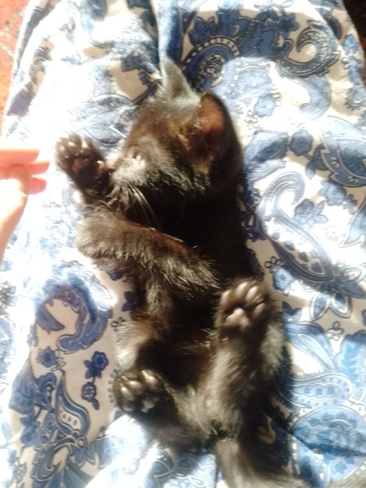 Mushukchalar beriladi