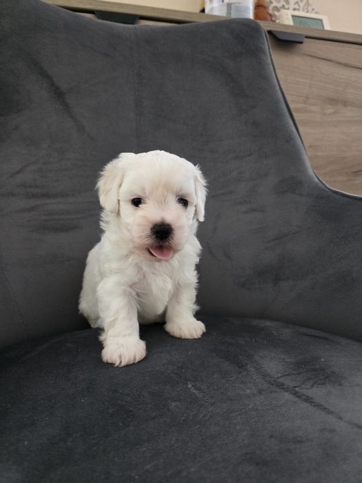 Bichon Maltez Pui